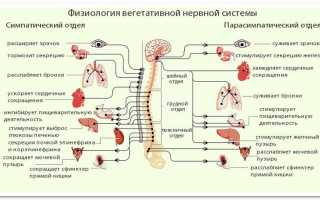 Спинной мозг связной и проводник ЦНС