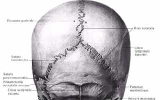 Строение и функциональность костей головы
