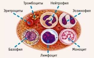 Роль базофилов в здоровье человека, причины повышения уровня в анализе крови