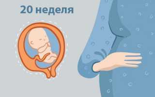 Сроки и назначение второго УЗ-исследования беременной