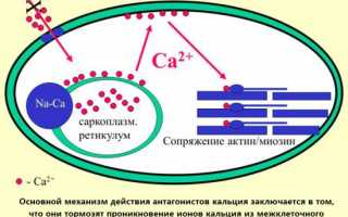 Список препаратов блокаторов кальциевых каналов: показания и особенности использования